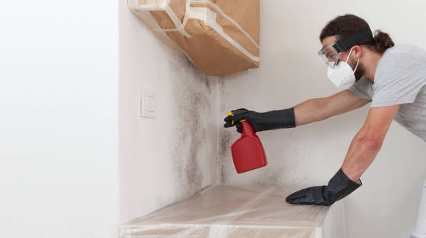 Professional Basement Mold Removal technician working in Millersville, PA