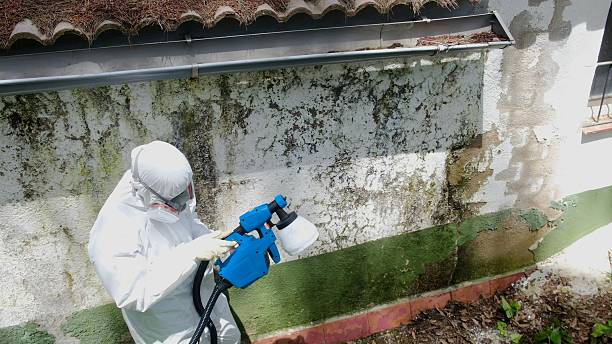 Top rated local Basement Mold Removal specialists in Millersville, PA